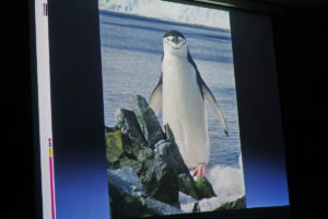 DSC01276 resize kopija 300x200 - Peter Hribar: Antarktika - predavanje