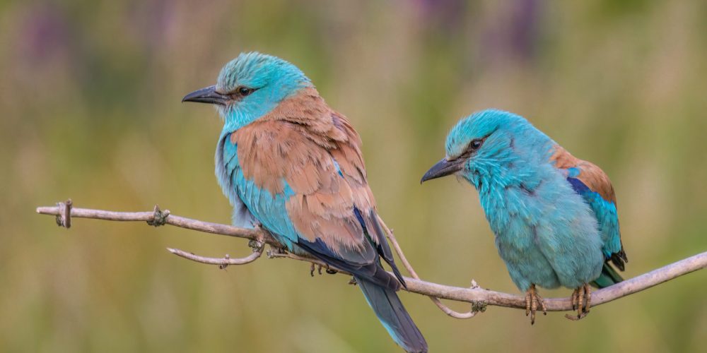 Sebastjan Zelič: Pisana Slovenija – odprtje fotografske razstave